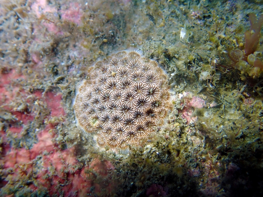 基翬海域是台灣特有種一級保育類「福爾摩沙偽絲珊瑚」的棲地（黃靖雲攝）.JPG