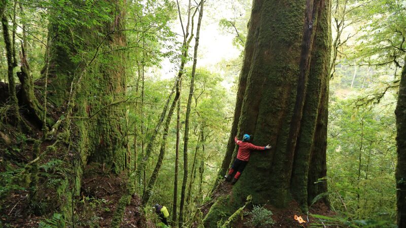 A man embraces a large tree in the forest.